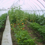 SERRE_CONCOMBRES_TOMATES.jpg