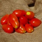 tomates_italiennes.jpg
