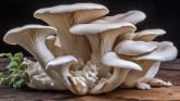 mushrooms.jpg